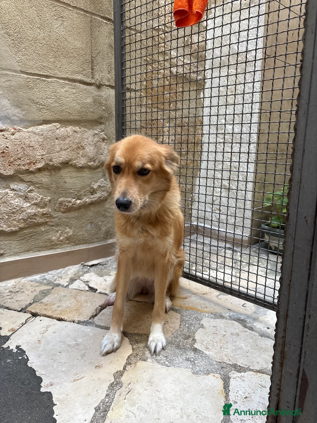 Meticcio cani in regalo: Incrocio tra lupo e pastore Laika  - Annuncio 5