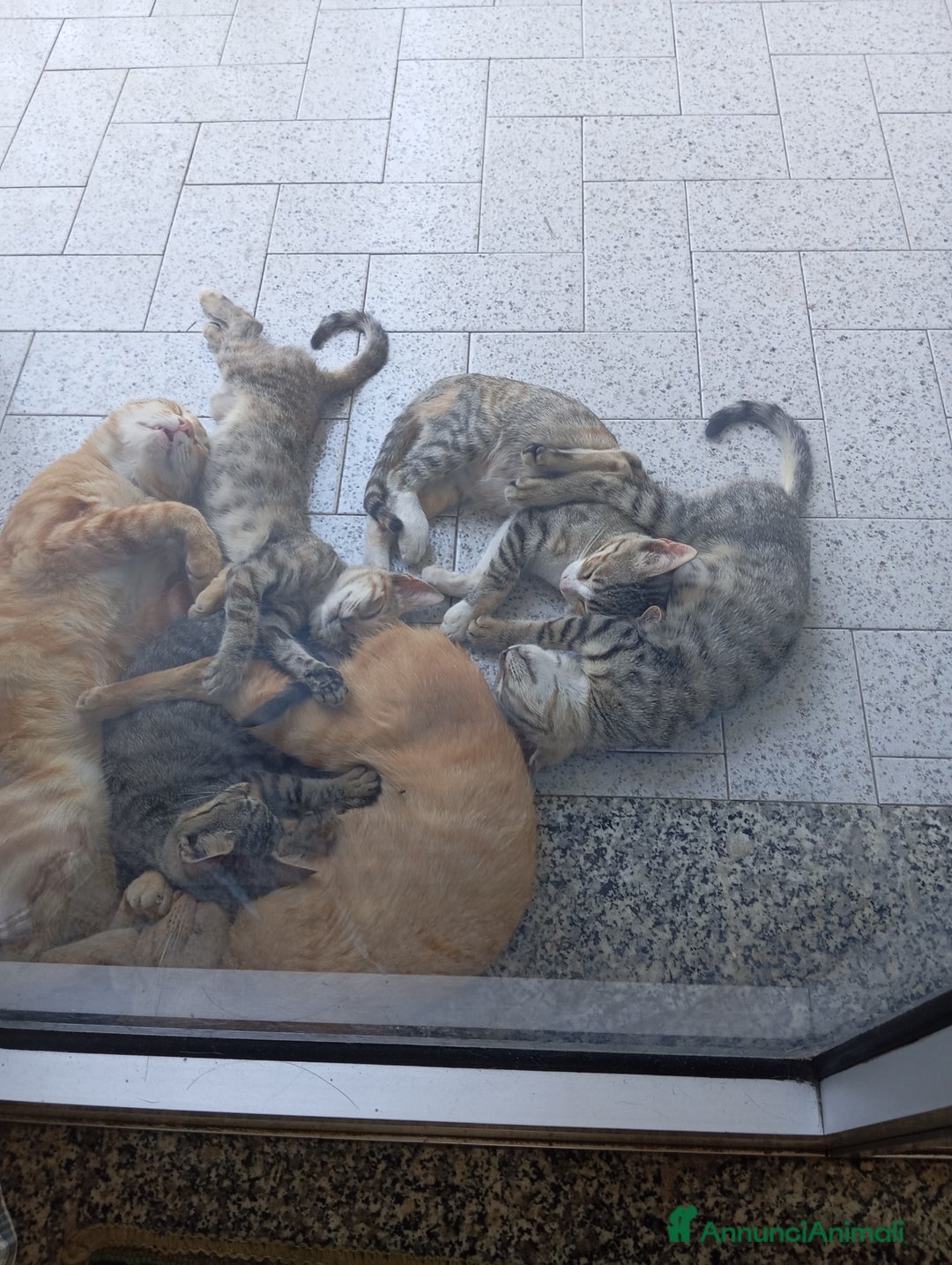 Altre razze gatti in regalo: Cuccioli di gatto a Città metropolitana di Catania - Immagine 5