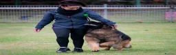 Pastore Tedesco cani in vendita: Allevamento di Terra Scura a Provincia di Salerno - Annuncio 3
