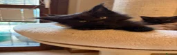 Maine Coon gatti in vendita: Femminucce black con pedigree  - Annuncio 5