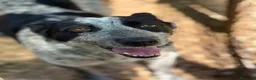 Altre razze cani in regalo: Taglia media, 3 anni scarsi, dolce FLORA  - Annuncio 10