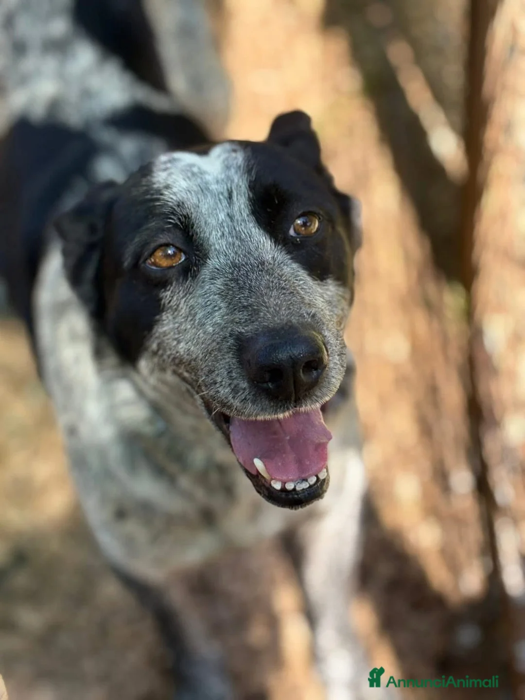 Altre razze cani in regalo: Taglia media, 3 anni scarsi, dolce FLORA  - Annuncio 2
