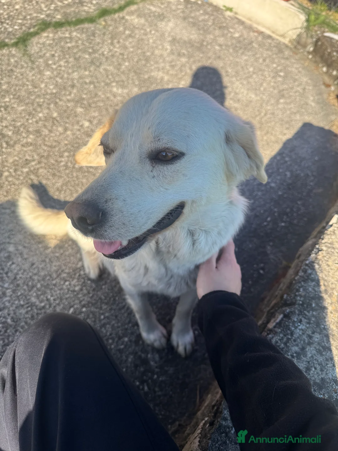 Meticcio cani in regalo: Cuccioli cercano casa a Provincia di Avellino - Annuncio 2