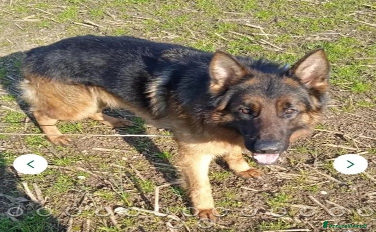 Pastore Tedesco cani  proprietario regala splendidi cuccioli  - Annuncio 11