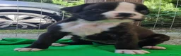 Boxer cani in vendita: boxer disponibili - Annuncio 3