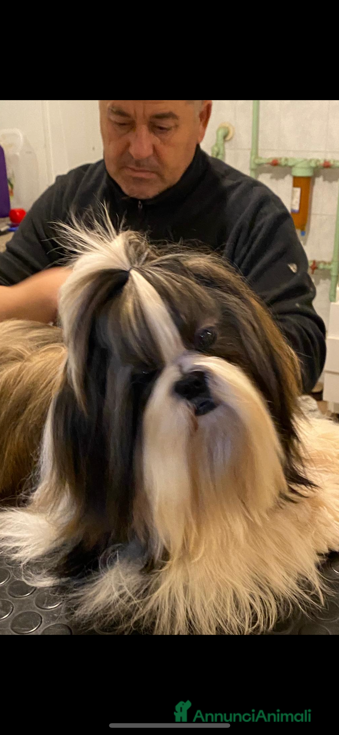 Shih Tzu cani in vendita: Shihtzu  - Annuncio 2