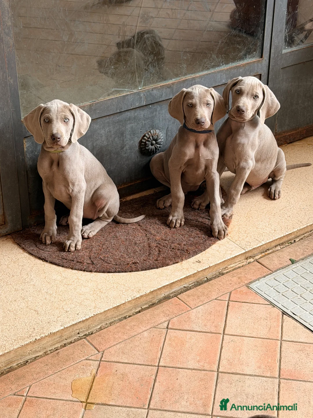 Weimaraner cani in vendita: Vendita cuccioli  Weimaraner  - Annuncio 2