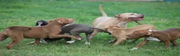 Pitbull cani in vendita: Cuccioli Pit Bull con pedigree anche a rate - Annuncio 9