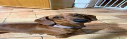 Bassotto cani in vendita: Splendido cucciolo di bassotto - Annuncio 5