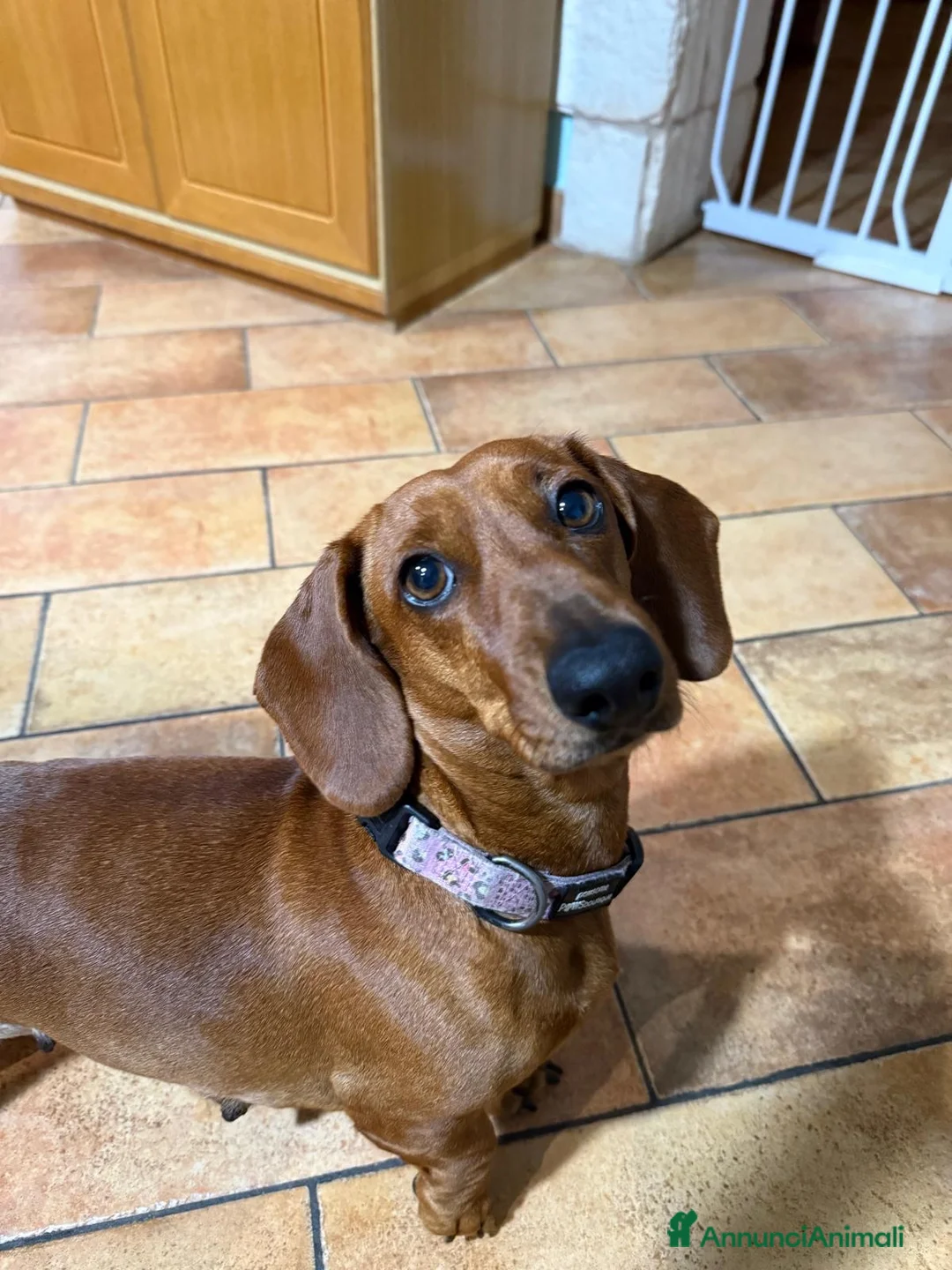 Bassotto cani in vendita: Splendido cucciolo di bassotto - Annuncio 5
