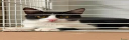 Meticcio gatti in regalo: La dolce felicia  - Annuncio 7