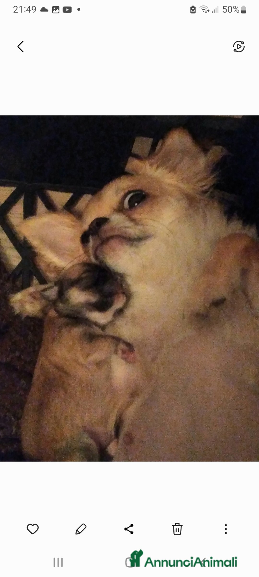 Chihuahua cani in vendita: Chihuahua maschio a pelo lungo con Pedegree Enci  - Annuncio 12