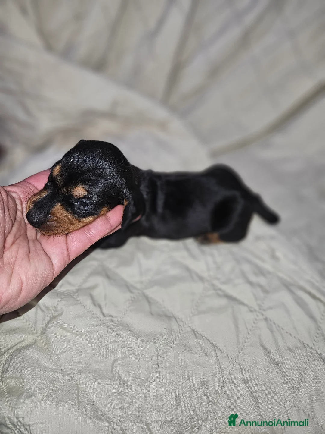 Bassotto cani in vendita: Bassotto kaninchen nero focato  a Città metropolitana di Milano - Annuncio 16