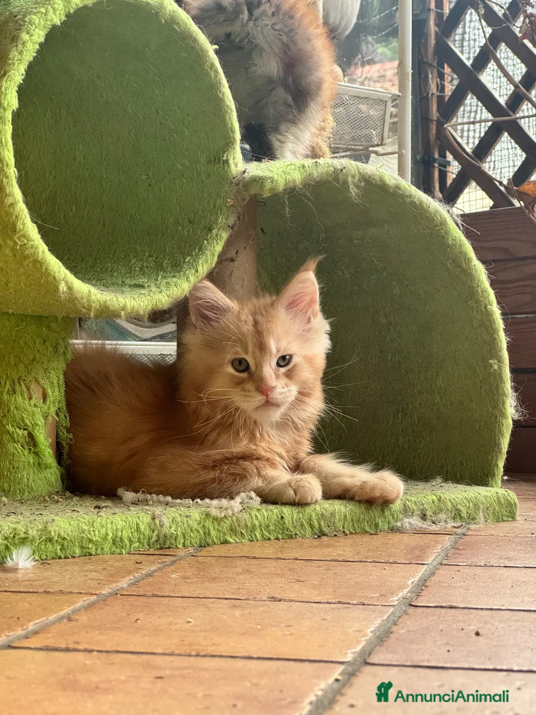 Maine Coon gatti in vendita: MAINE COON MASCHIO XL rosso/bianco pedigree  - Annuncio 13