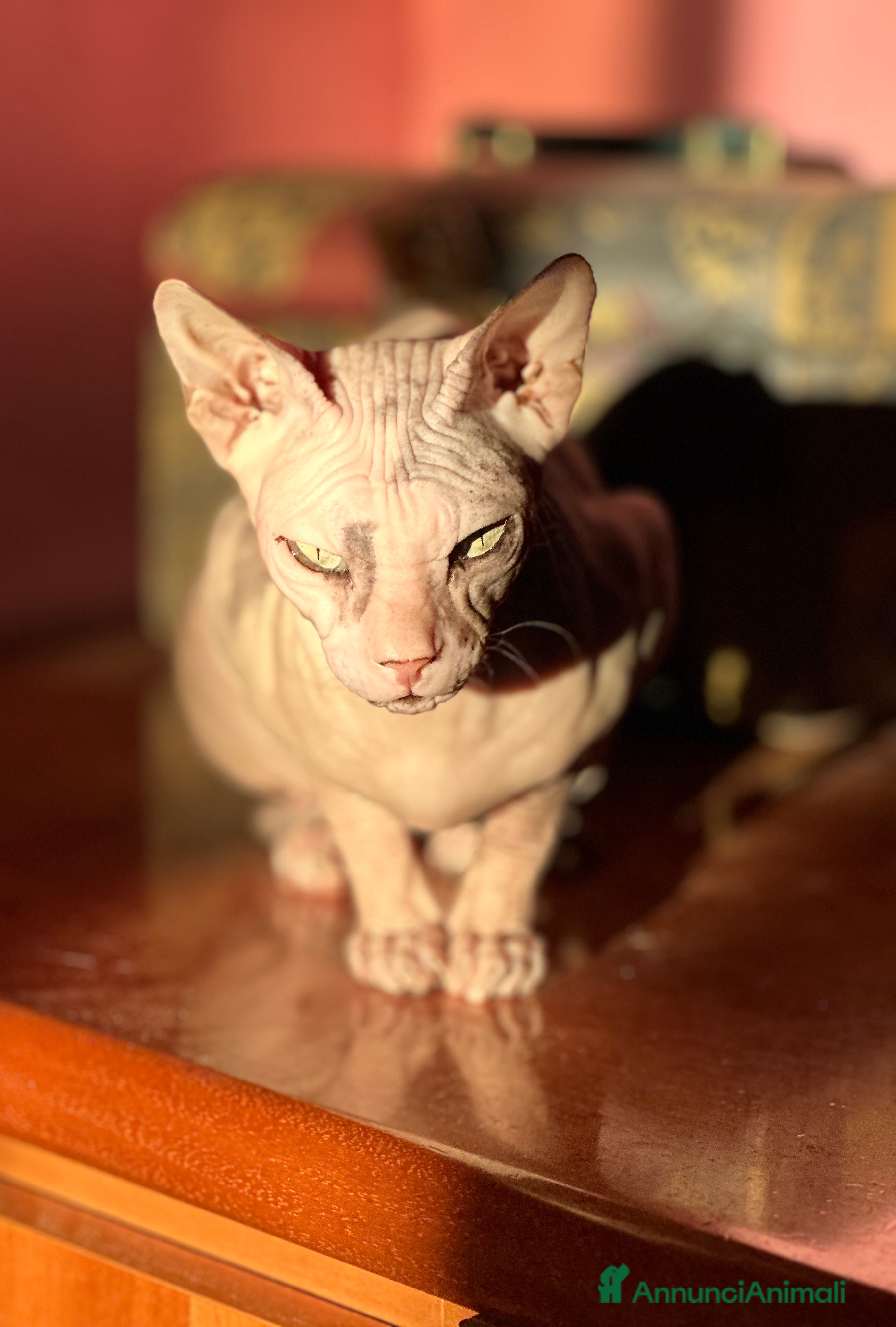 Sphynx gatti Femminuccia cerca gatto maschio  a Città metropolitana di Roma Capitale - Annuncio 1