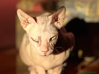 Sphynx gatti Femminuccia cerca gatto maschio a Città metropolitana di Roma Capitale - Annuncio 1