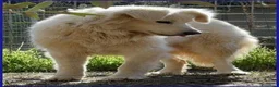 Meticcio cani in regalo: UFFA giovane e bellissima tg media - Annuncio 3