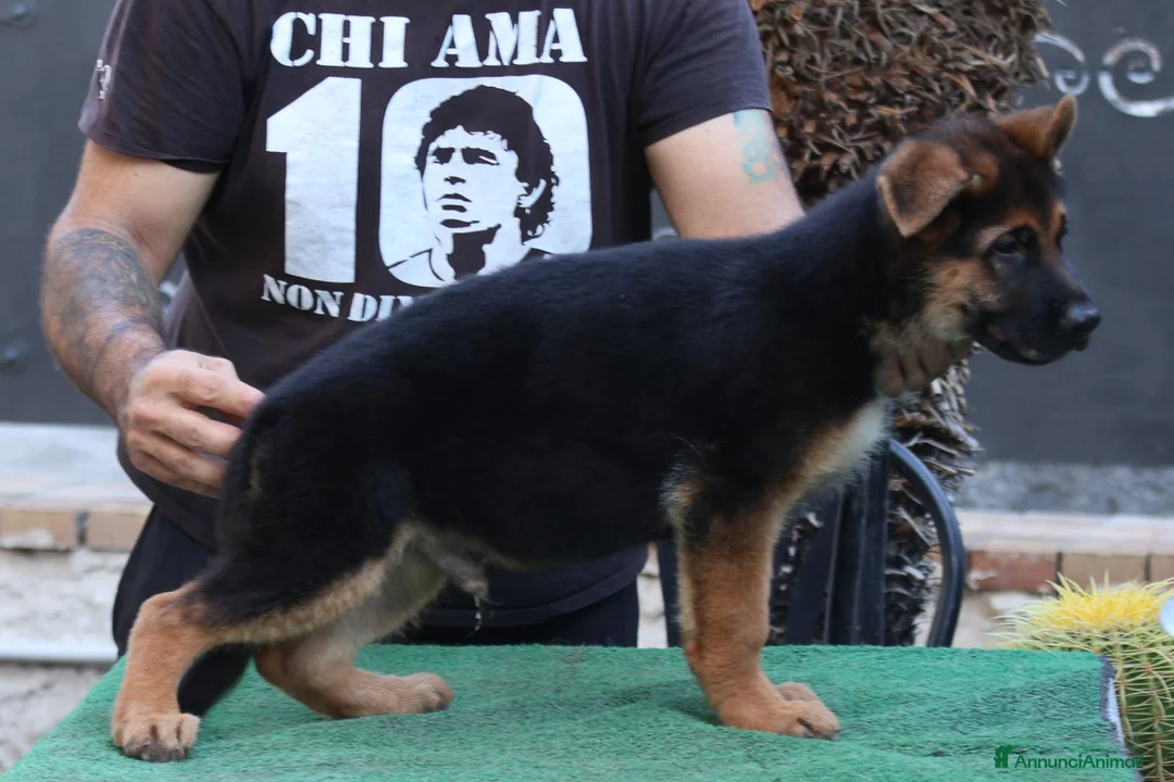 Pastore Tedesco cani in vendita: Cucciolo 3,5 mesi a Città Metropolitana di Napoli - Annuncio 4