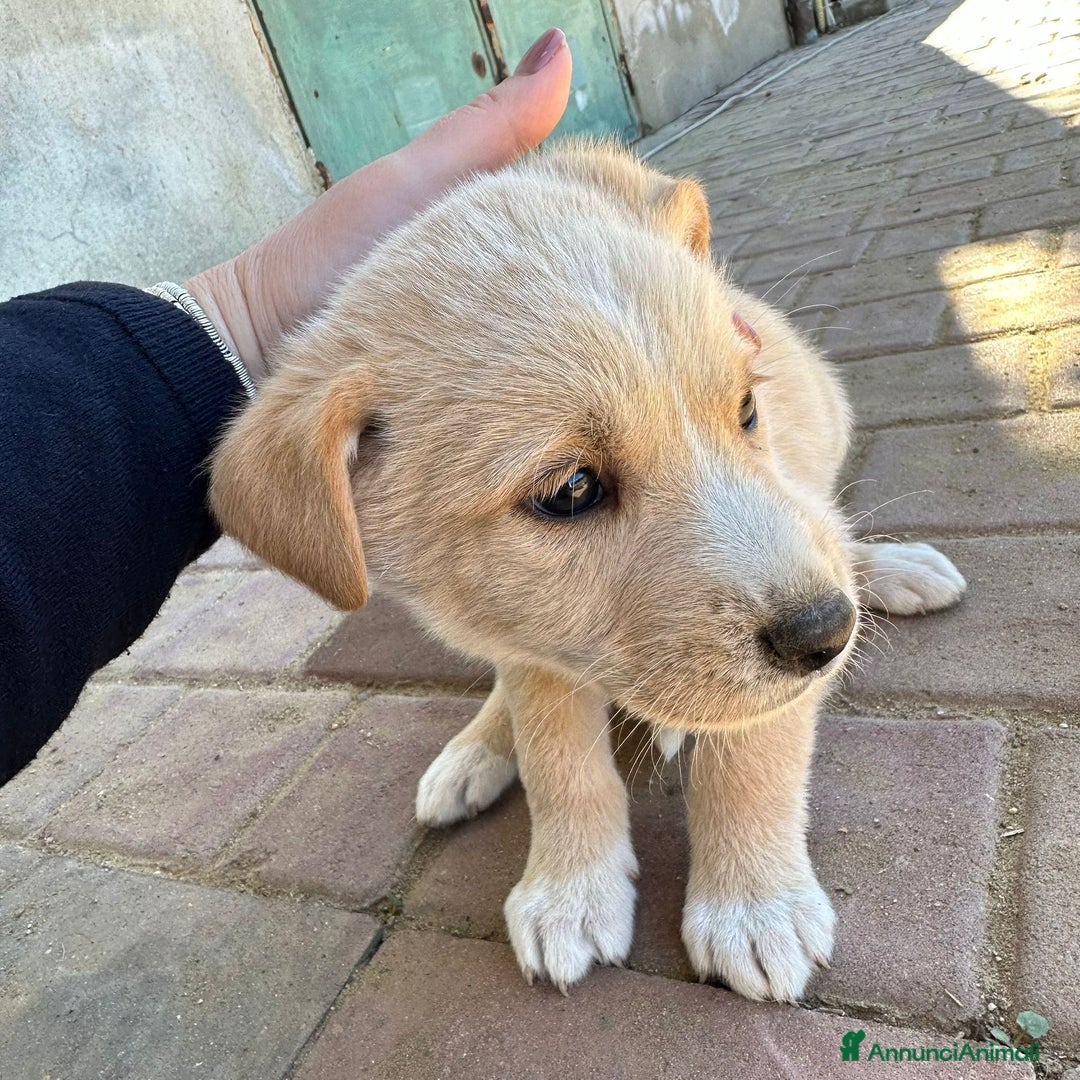 Meticcio cani in regalo: WILSON💙-cucciolo di 1 mese, pastore cerca casa - Annuncio 4