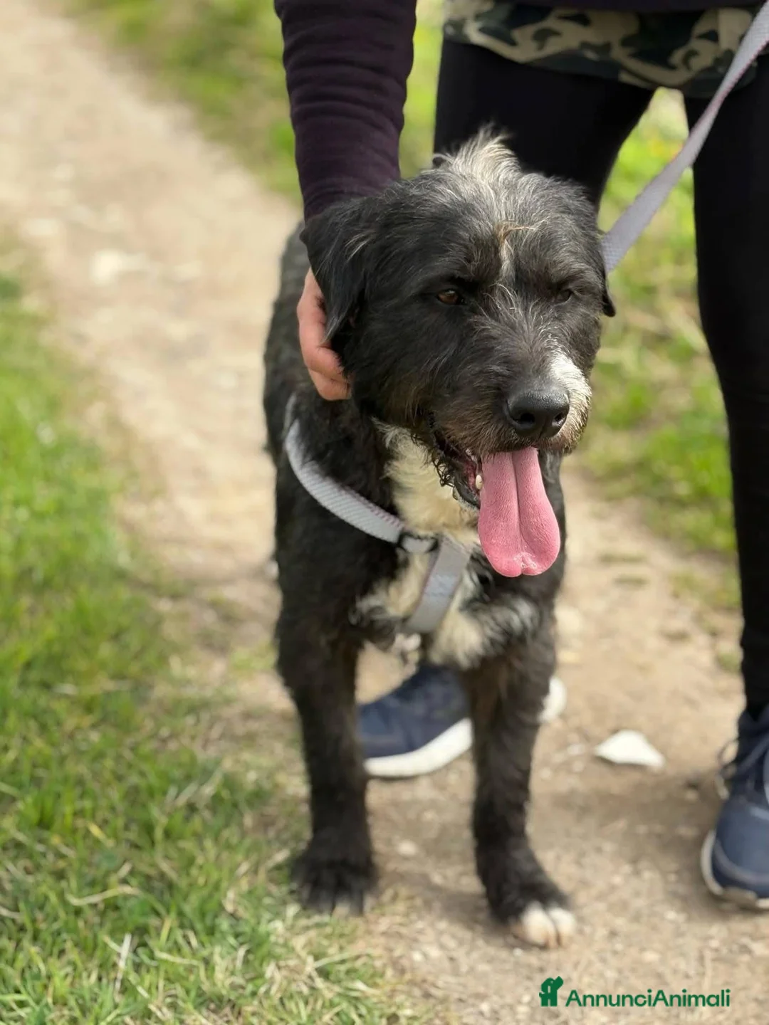 Meticcio cani in regalo: Aron. - Annuncio 5