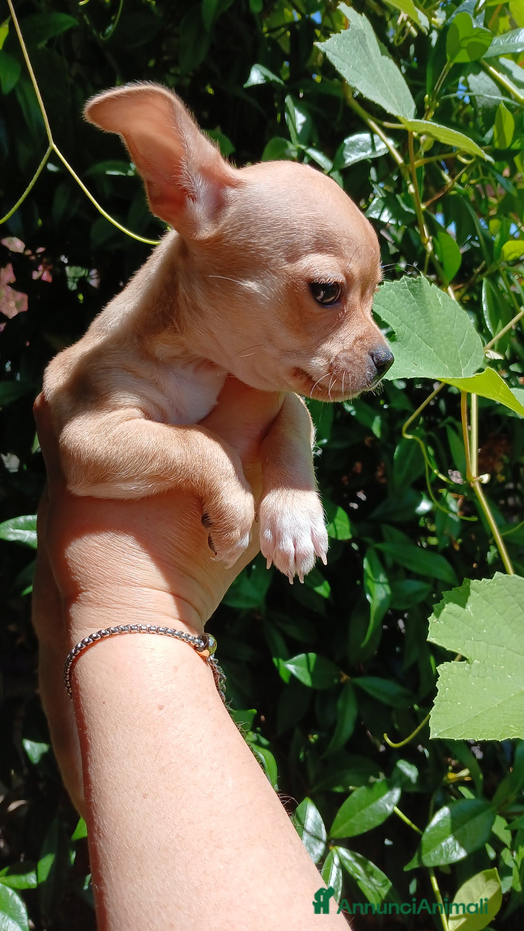 Chihuahua cani in vendita: Chihuahua Cuccioli stupendi a Città metropolitana di Roma Capitale - Immagine 16