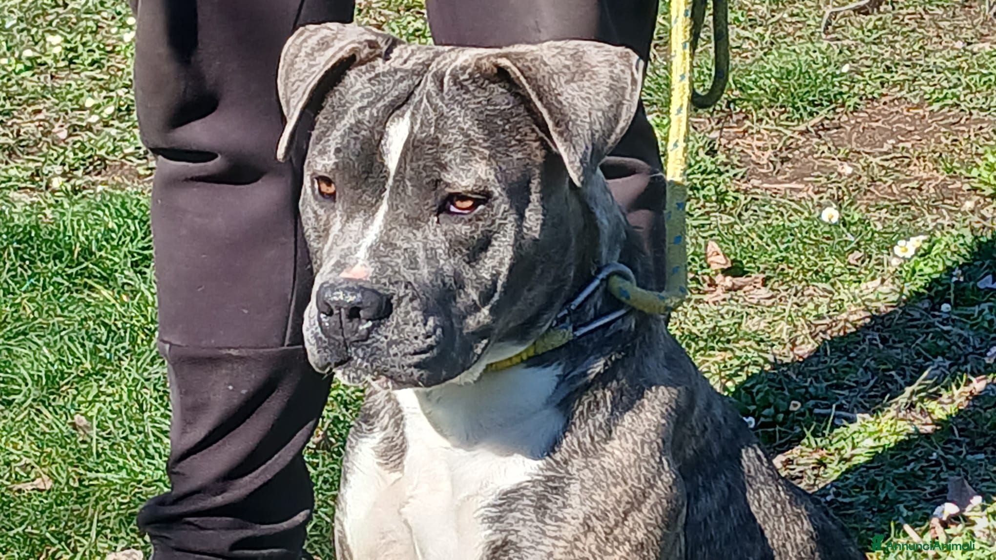 Meticcio cani ASIA MERAVIGLIOSA CREATURA TRADITA SENZA PIETA' - Annuncio 7