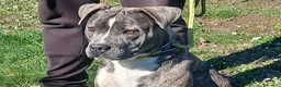 Meticcio cani in regalo: ASIA MERAVIGLIOSA CREATURA TRADITA SENZA PIETA' - Annuncio 1