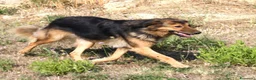 Meticcio cani in regalo: Enza in adozione - Annuncio 4