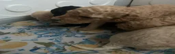 Barboncino cani in vendita: Ultimo cucciolo di barboncino chiaro! - Annuncio 2
