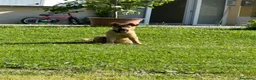 Pastore Belga cani in regalo: regalo cucciolo malinois, australiano incrocio a Provincia di Reggio Emilia - Annuncio 4