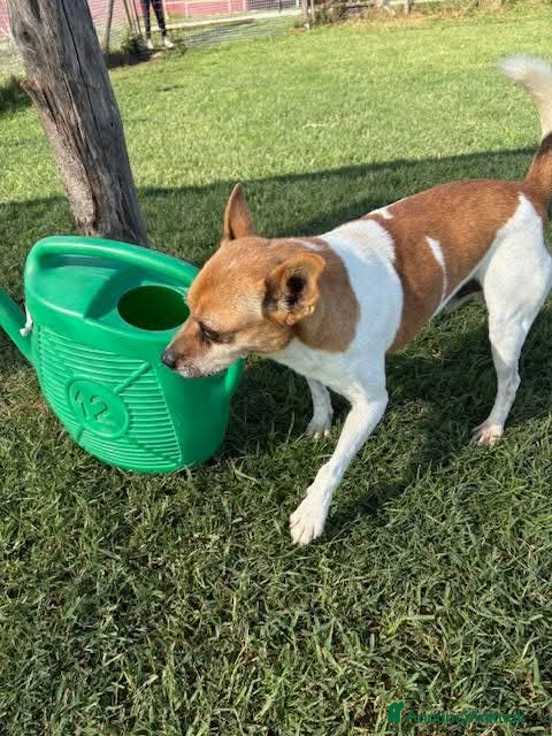 Meticcio cani in regalo: TIC simpaticissimo derivato jack russel - Annuncio 6