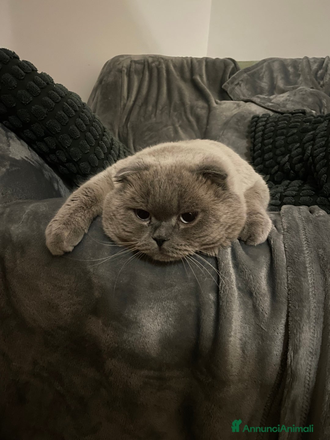 Scottish gatti per accoppiamento: Gatto Scottish fold  - Immagine 8