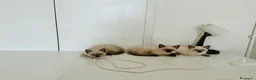 Siamese gatti in vendita: Gattini Siamese Thai / Neva Masquarada a Città metropolitana di Milano - Annuncio 6
