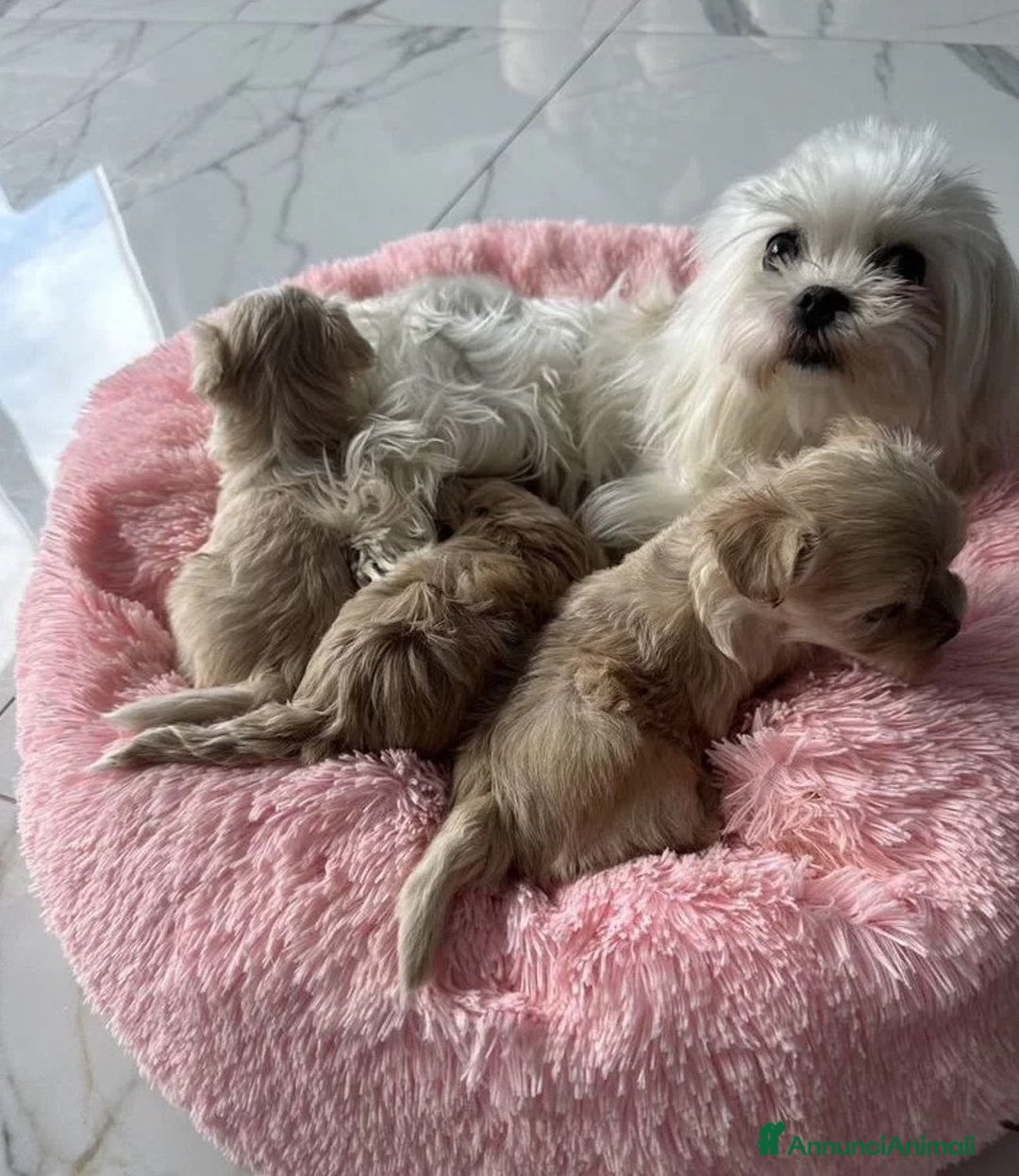 Maltipoo cani in vendita: Maltipoo - Annuncio 6