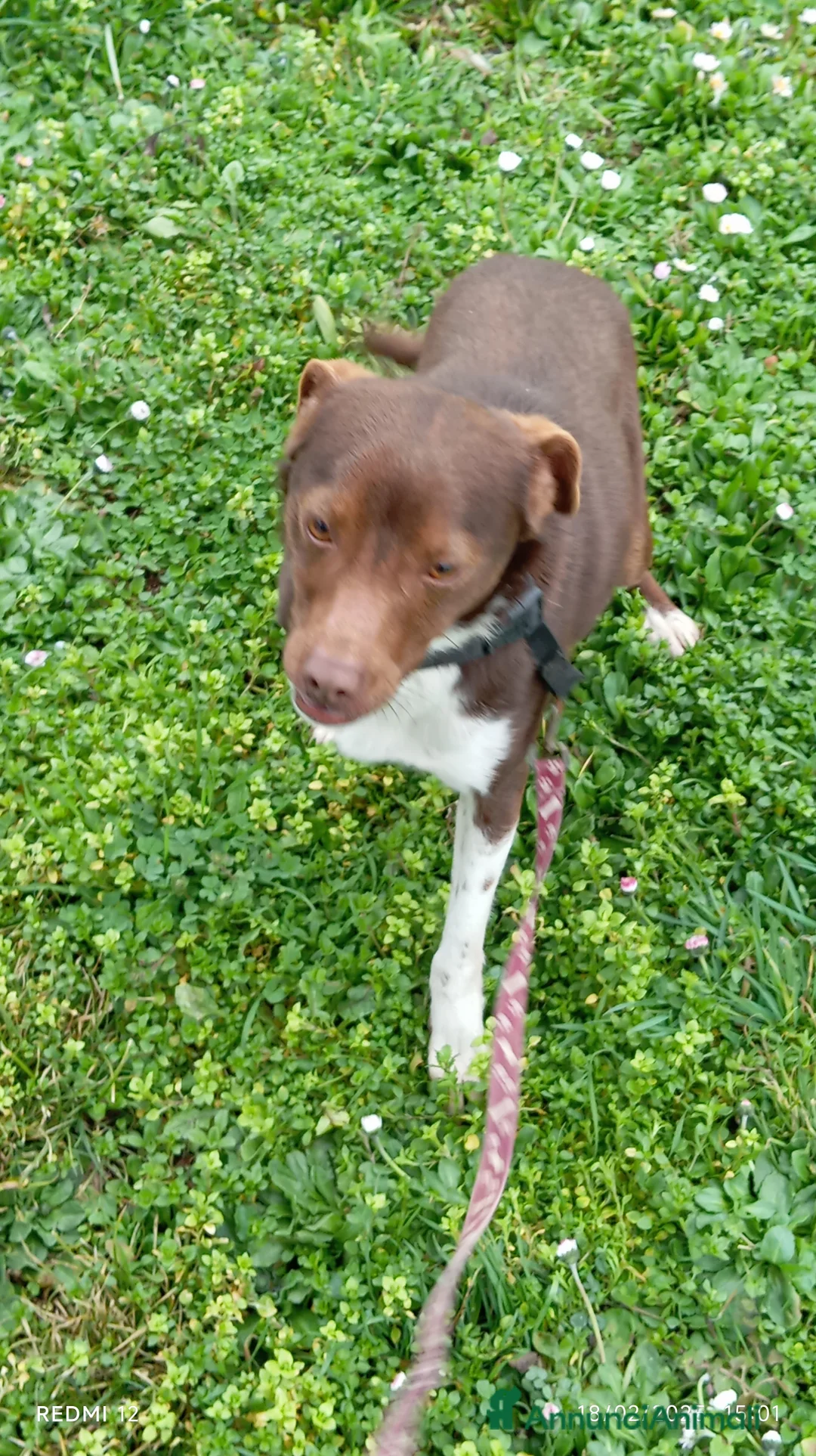 Meticcio cani in regalo: Cucciolo meticcio di 2 anni cerca casa, regalo🐾 a Provincia di Asti - Annuncio 9