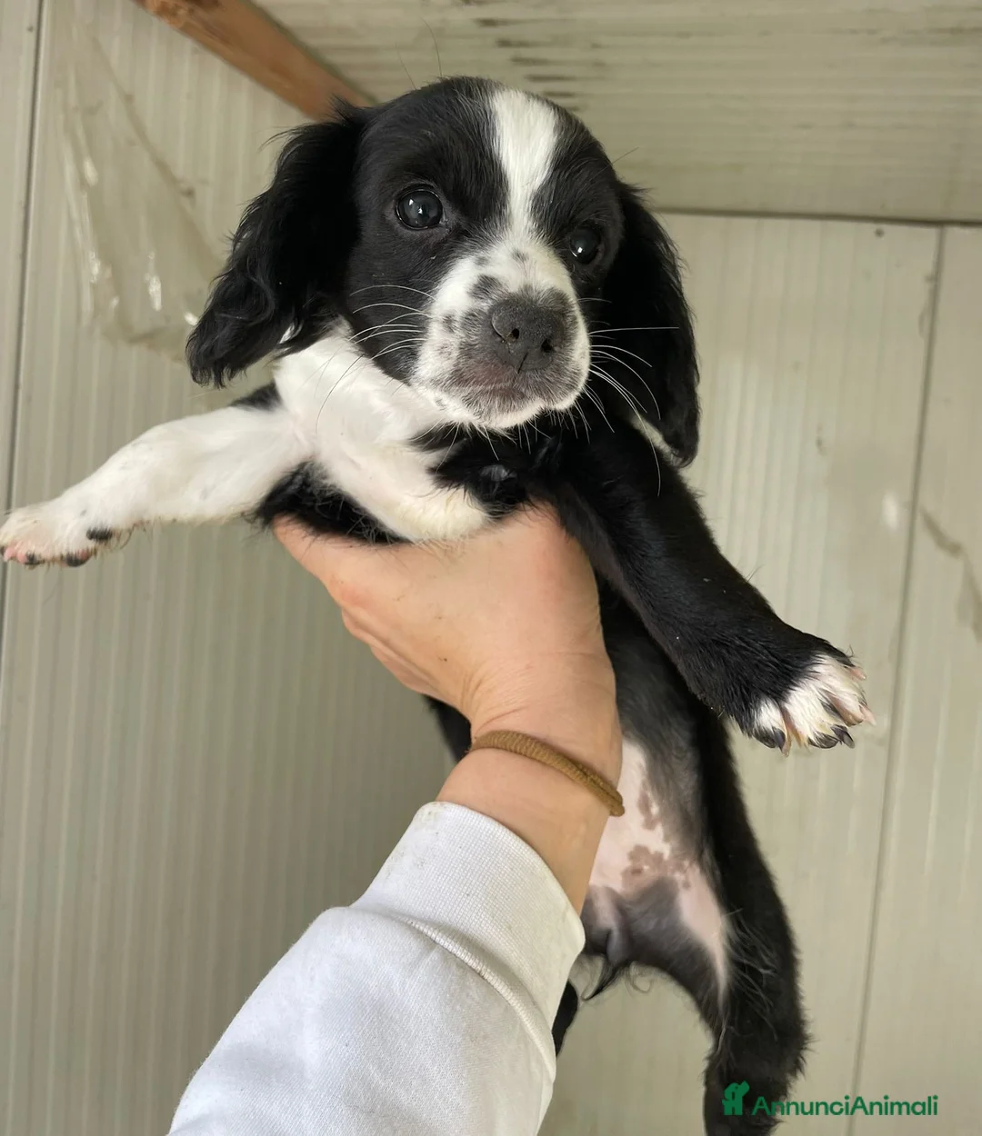 Meticcio cani in regalo: 3 TENERI CUCCIOLOTTI - Annuncio 2