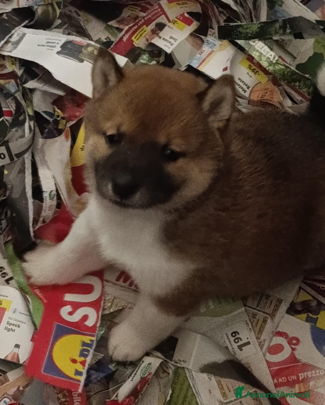 Shiba Inu cani in vendita: Shiba Inu a Province of Pavia - Annuncio 4