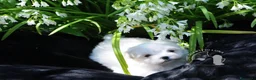 Maltese cani in vendita: Maltese Toy Cucciolo Trequartidiluna - Annuncio 2