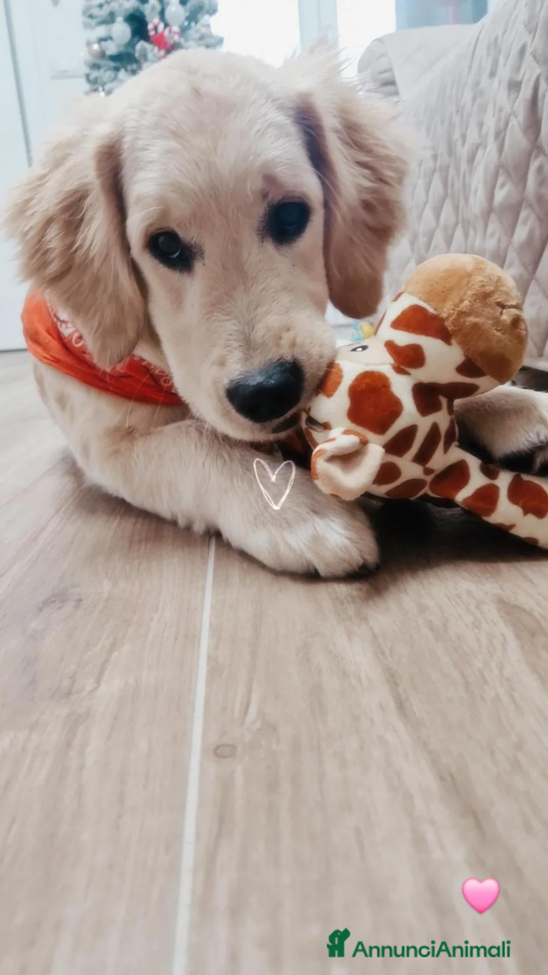 Golden Retriever cani in vendita: Nuova famiglia per Zoe - Annuncio 1