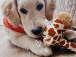 Golden Retriever cani Nuova famiglia per Zoe - Annuncio 5