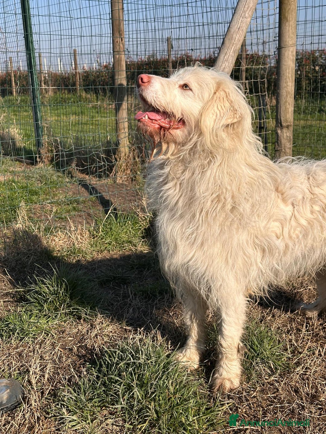 Meticcio cani in regalo: 1 ANNO: BUTTATO VIA DALLA SUA FAMIGLIA  - Annuncio 4