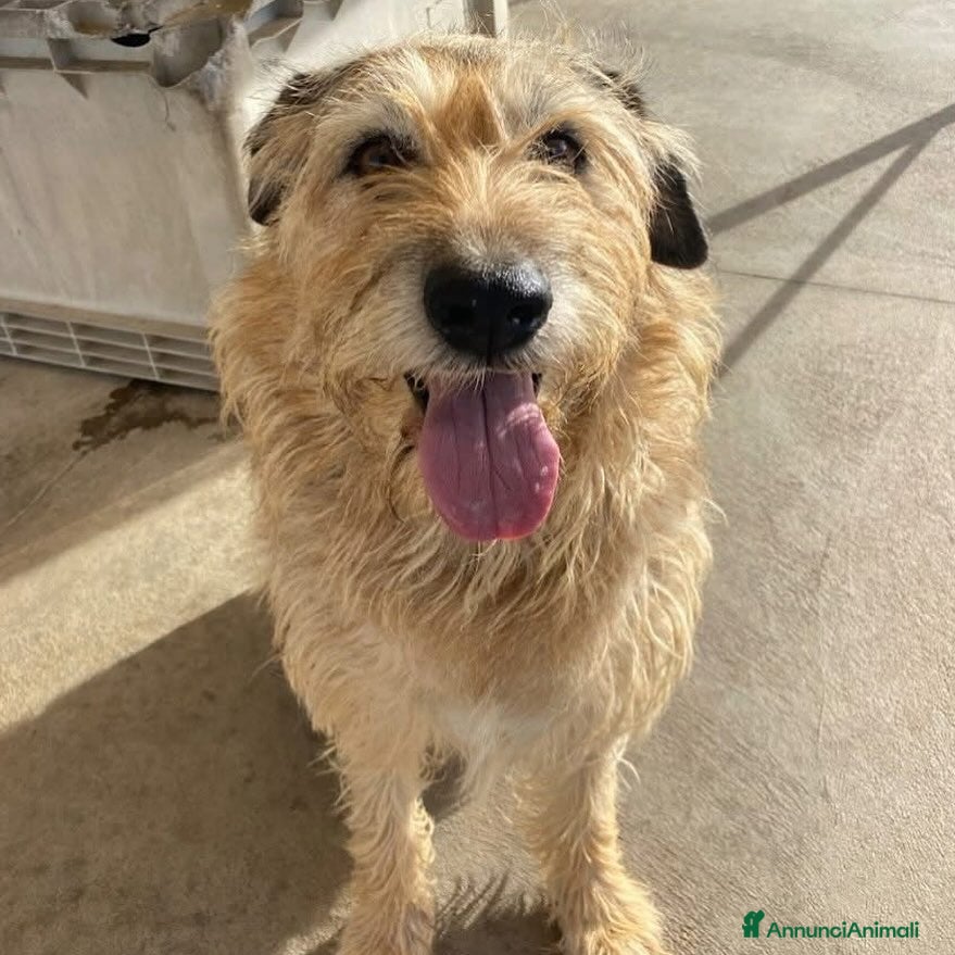Spinone cani REX spinone dolce e coccolone 7 anni cerca casa a Provincia di Latina - Annuncio 2