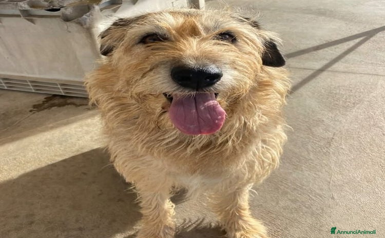 Spinone cani a Provincia di Latina - Annuncio 7