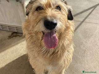 Spinone cani REX spinone dolce e coccolone 7 anni cerca casa a Provincia di Latina - Annuncio 5