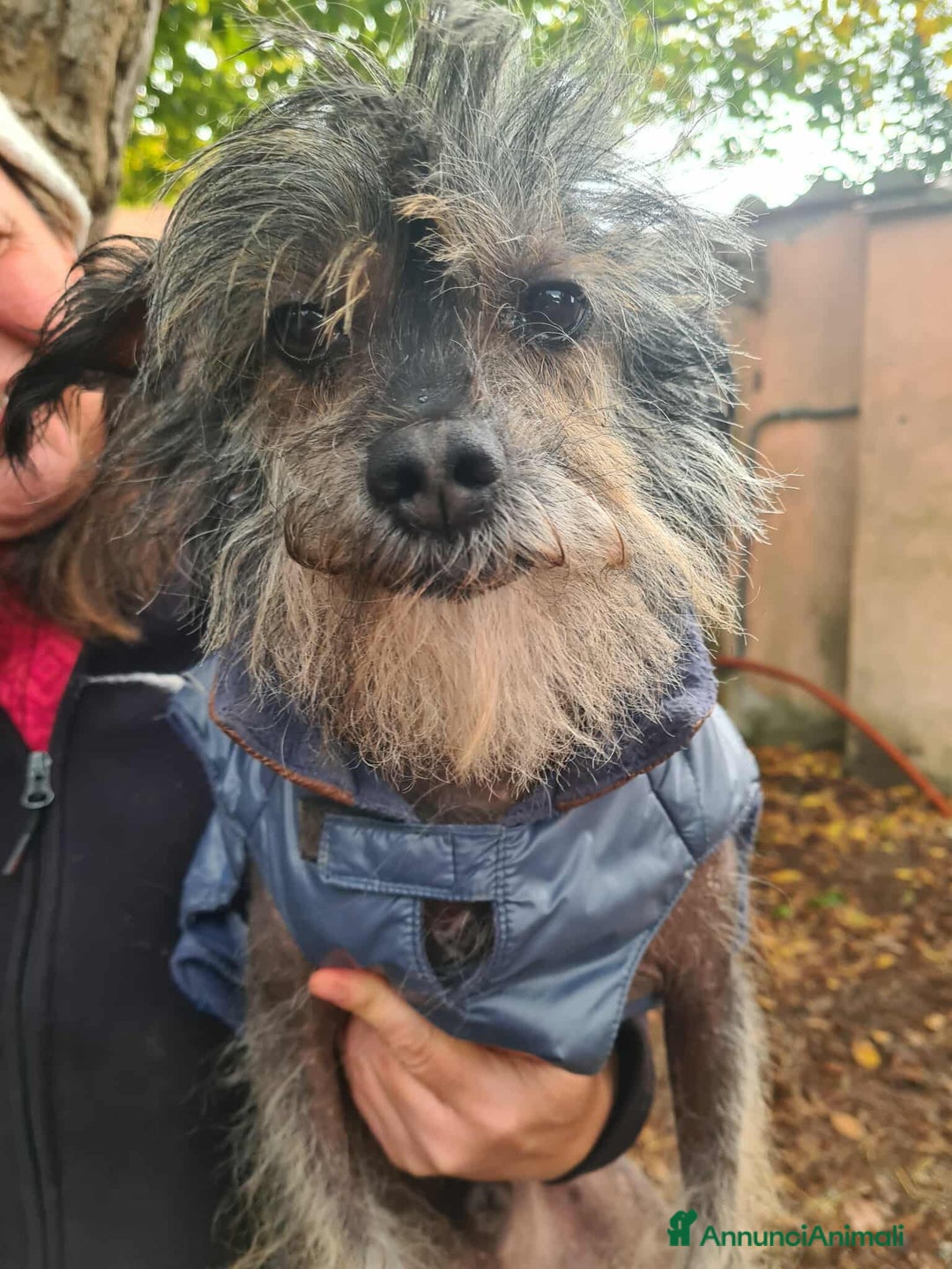 Altre razze cani in regalo: KIWI, simpaticissimo CANE NUDO CINESE. Tg piccola. - Annuncio 2