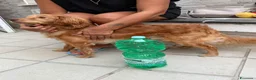 Meticcio cani in regalo: Kiko, taglia piccola! (10kg)  - Annuncio 2