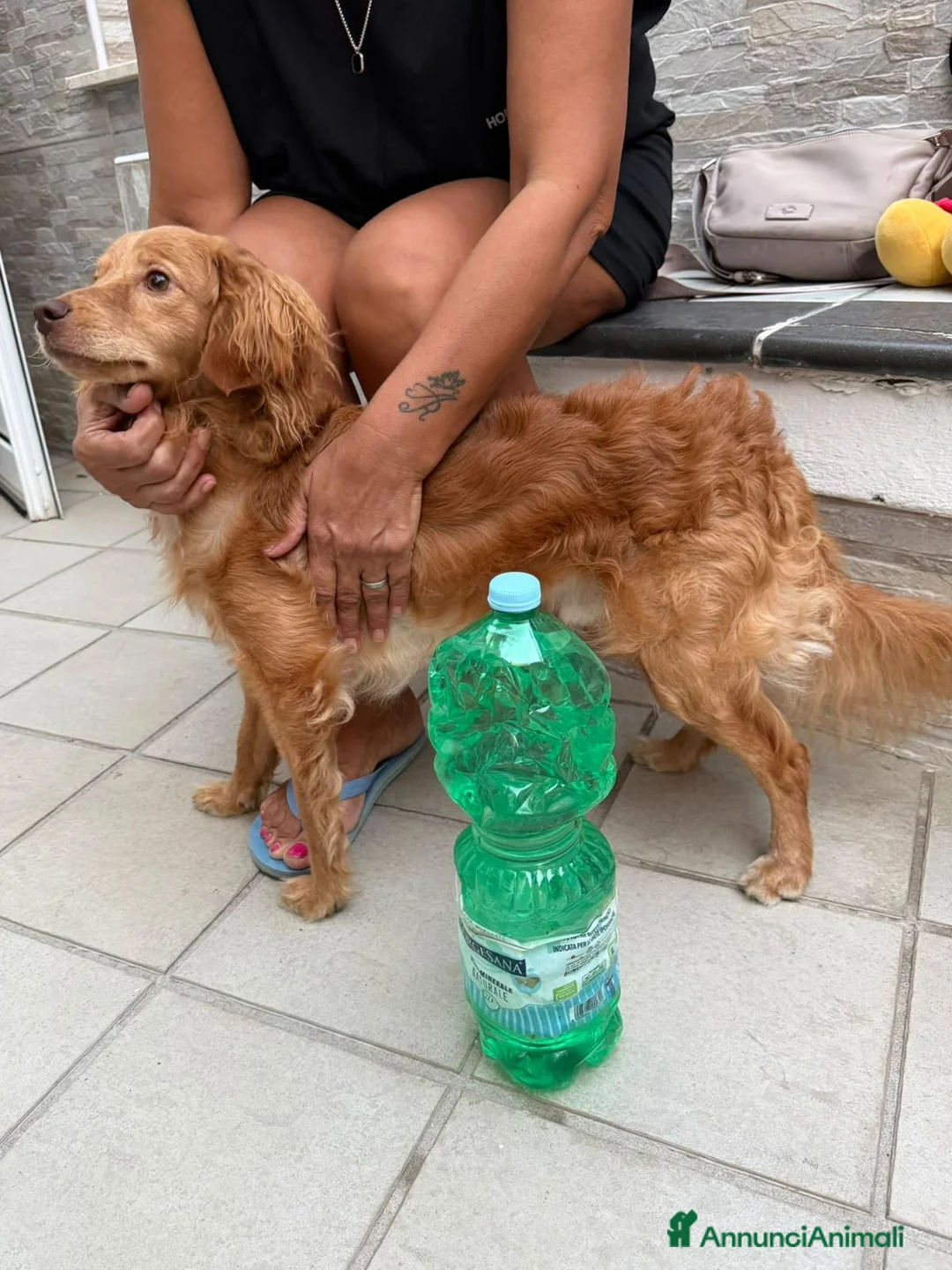 Meticcio cani in regalo: Kiko, taglia piccola! (10kg)  - Annuncio 2