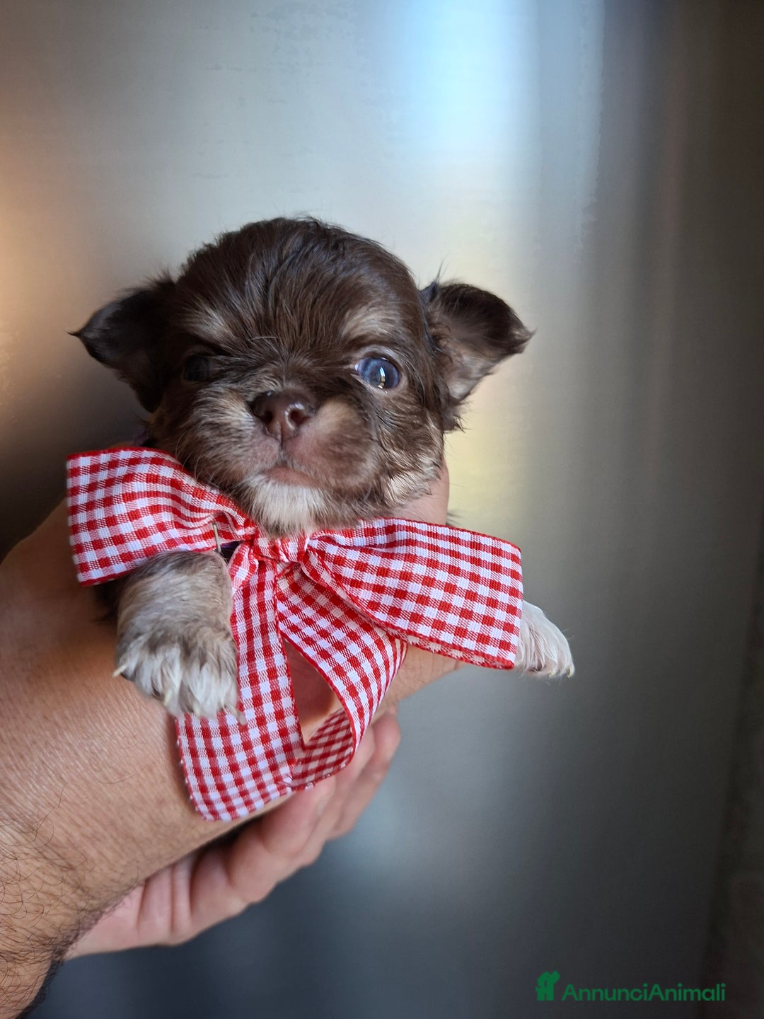 Chihuahua cani in vendita: Chihuahua pelo lungo  - Annuncio 3