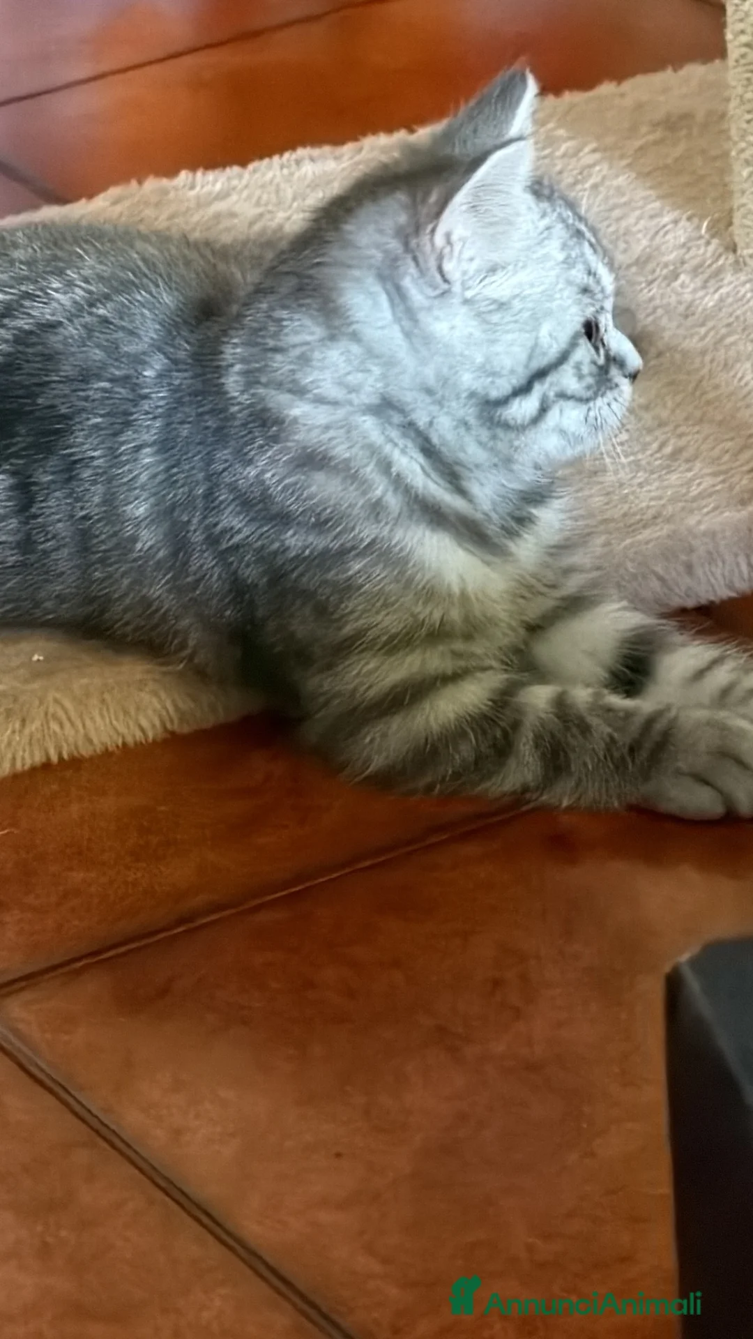 Scottish gatti in vendita: Gattina schottish bianca tigrata grigia  - Annuncio 7
