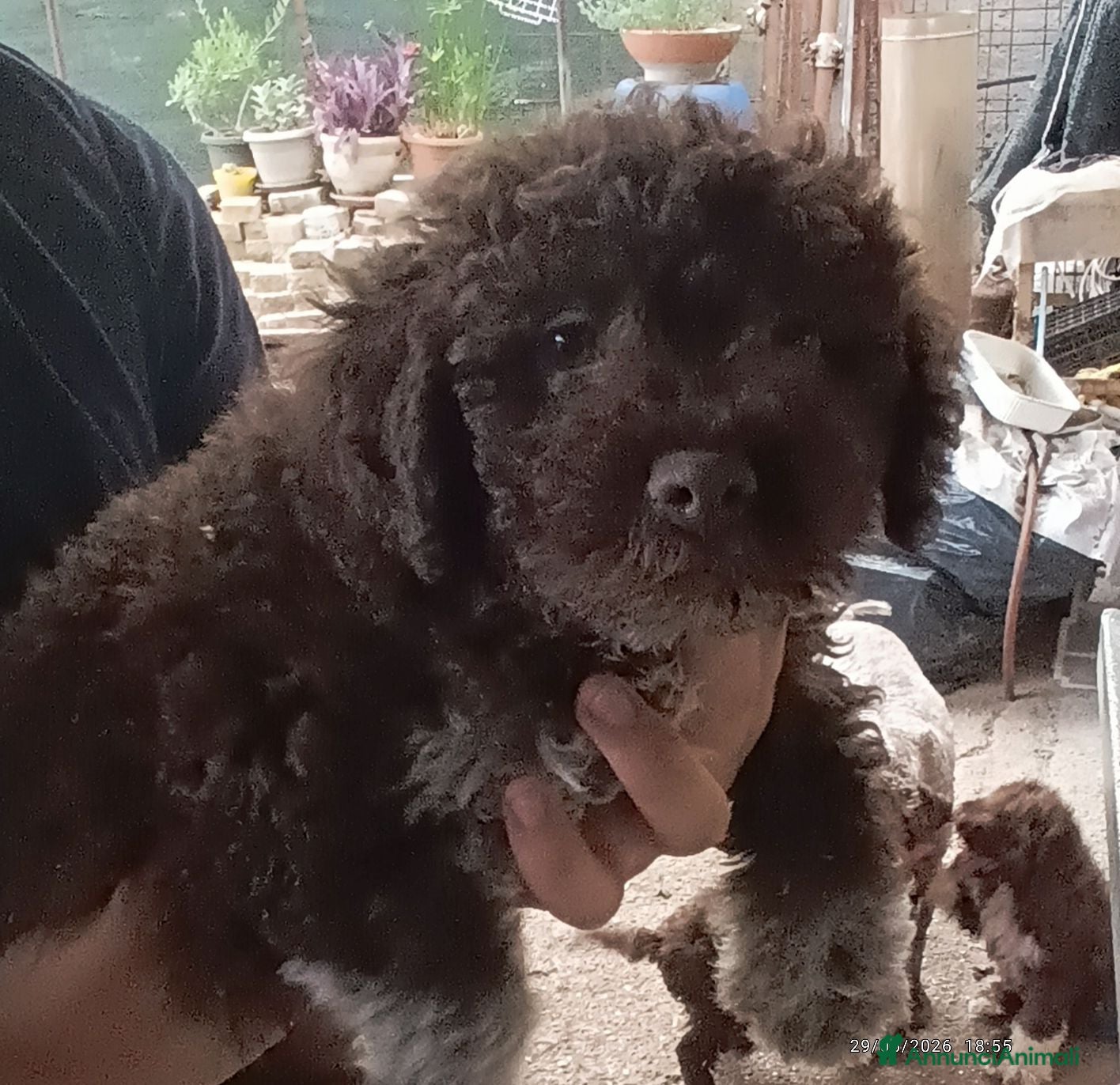 Lagotto cani Lagotto Romagnolo  - Annuncio 25